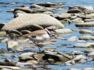 kulík říční_Charadrius dubius_Adolf Goebel