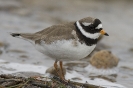 Charadrius hiaticula