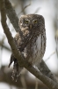 Glaucidium Passerinum