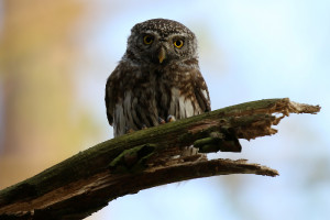 Glaucidium passerinum (2020-04-17, okr. Kladno, CZ)