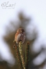 Kulíšek nejmenší (Glaucidium passerinum)