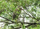 Kvakoš noční_Nycticorax nycticorax_Adolf Goebel