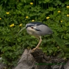 Nycticorax nycticorax (ad.)