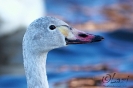 Labuť malá (Cygnus columbianus)