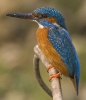 Alcedo atthis