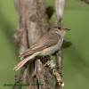 Muscicapa striata (ad.)