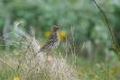 Linduška rudokrká (Anthus cervinus)