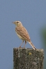 Anthus campestris