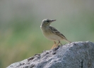 Linduška úhorní (Anthus spinolletta)