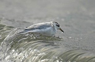 Phalaropus fulicarius