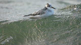 Phalaropus fulicarius