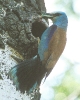 Coracias garrulus