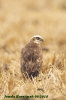 Marsh Harrier (F.)