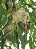 Moudivláček lužní s mláďaty u hnízda 