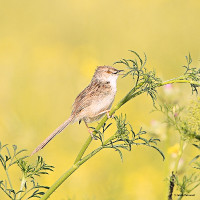 Prinie (Prinia lepida)