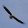 Haliaeetus albicilla