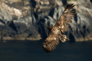 Haliaeetus albicilla (2019-07-12, Runde, Norway)