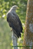 Haliaeetus albicilla (ad.)