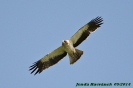 Aquila pennata (ad.) 