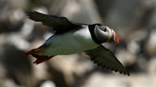 Fratercula arctica (2022-07-02, Hornoya isl., Norway)