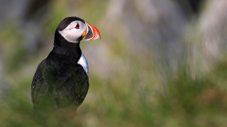 Fratercula arctica (2022-07-02, Hornoya isl., Norway)