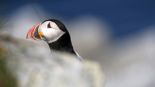 Fratercula arctica (2022-07-02, Hornoya isl., Norway)