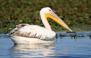 Pelecanus onocrotalus (2023-07-16, Danube delta, Romania)