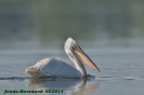 Pelecanus crispus (subad.)