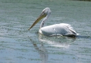 Pelikán kadeřavý (Pelecanus crispus)