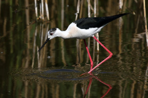 Himantopus himantopus (2020-05-27, Mutěnice, CZ)