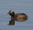 Podiceps auritus