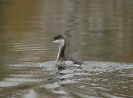 Potápka žlutorohá (Podiceps auritus)