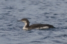 Gavia arctica - juv.