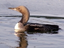 Potáplice severní (Gavia arctica