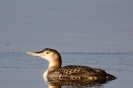 Potáplice žlutozobá( Gavia adamsii)