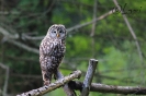 Puštík bělavý (Strix uralensis)