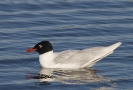 Larus melanocephalus