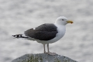 Larus marinus