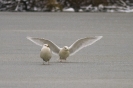 Larus glaucoides