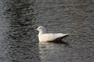 Larus hyperboreus Holandsko 48