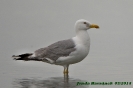 Larus michahelis (ad.)