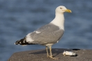 Larus argentatus