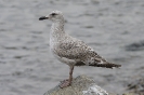 Larus argentatus juv