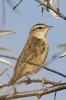 Acrocephalus schoenobaenus