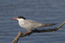 Sterna hirundo