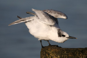 Thalasseus sandvicensis (2020-09-29, Dziwnów, Poland)