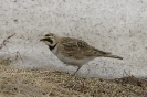 Eremophila alpestris