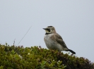 Skřivan ouškatý (Eremophila alpestris)