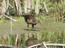 slípka zelenonohá_Gallinula chloropus2_Adolf Goebel