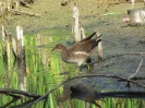 slípka zelenonohá_Gallinula chloropus_Adolf Goebel